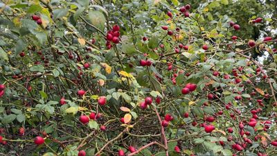 rosehip 2.jpg