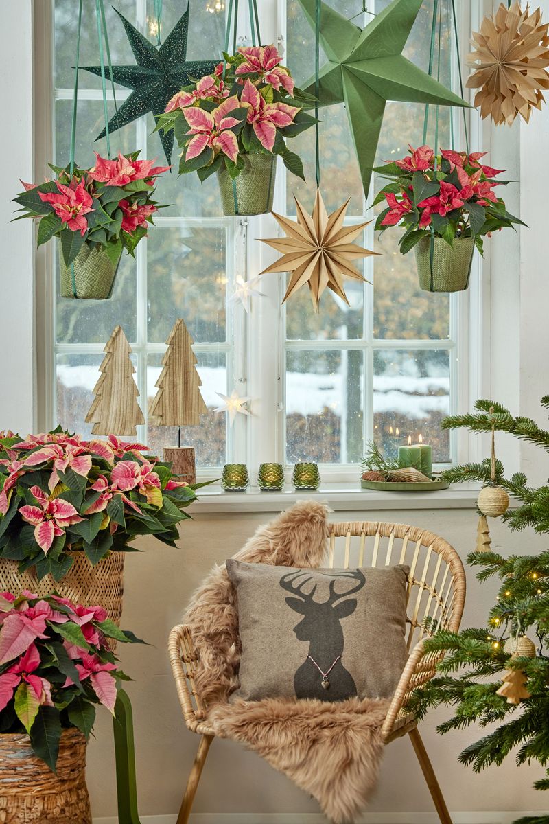 2024_Poinsettia_04000_Cosy_Cottage_Charm_16.jpg