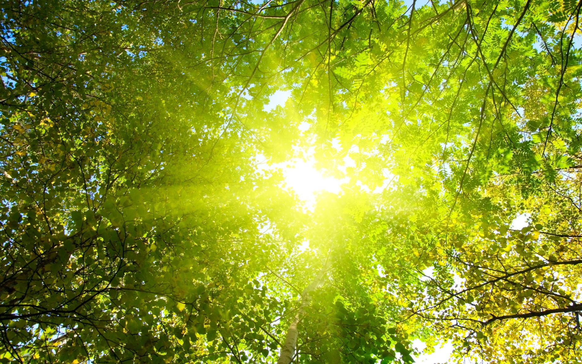 sunshine-forest-treetop.jpg