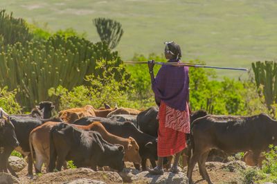 MasaifarmerwithcattleNgorongoroCraterNgorongoroConservationAreadreamstimel63674848.jpg