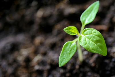 Peat-free