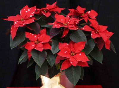 Poinsettia SkyStar.jpg