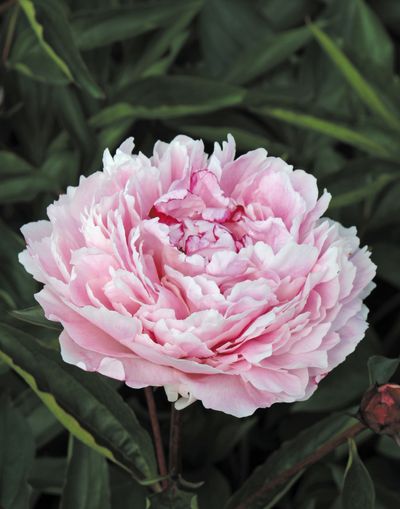 Paeonia Sarah Bernhardt