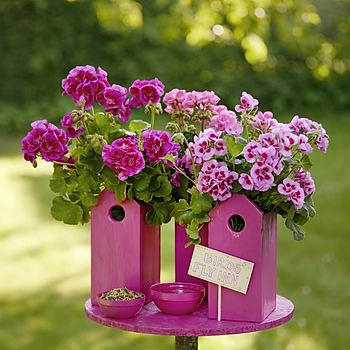 2022_Geraniums_6000_Colourful_Garden_Corners_11.jpg