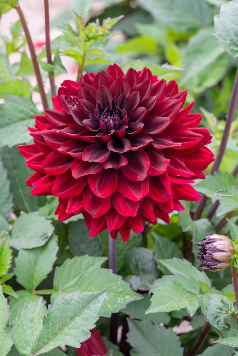 Dahlia Go Go Black