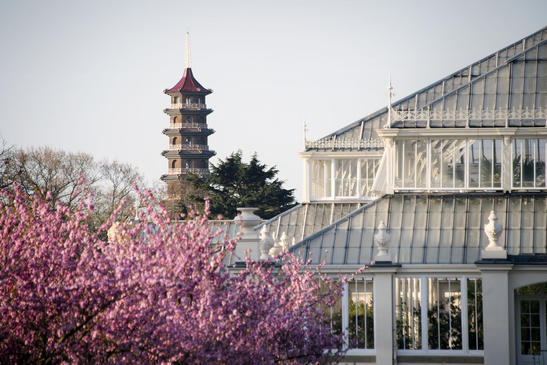 Cherry Blossom by the Temperate House at Kew Gardens