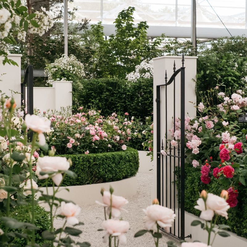 David Austin Roses receive 29th Gold for ‘The King’s Rose’ Showcase at RHS Chelsea Flower Show 2025