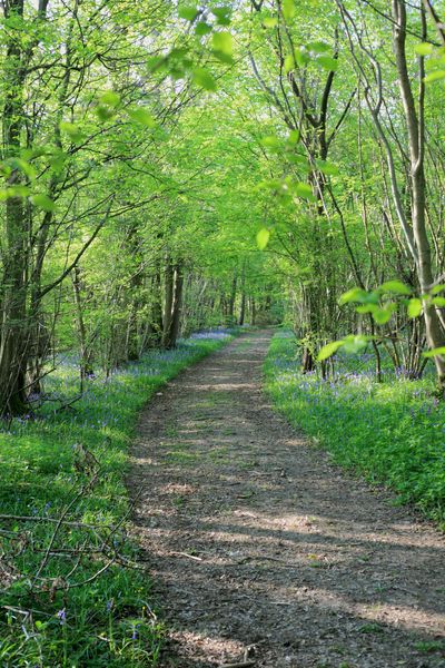 Woodlands.co.uk                                                                                                      