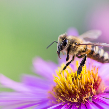 Bee on flower