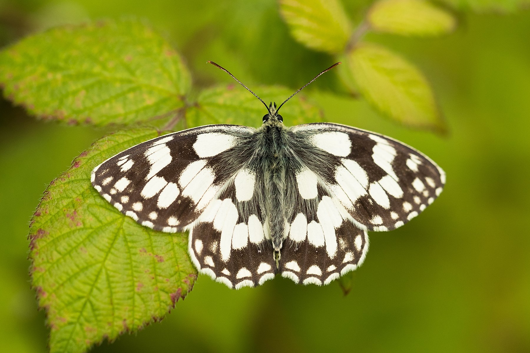 Surrey Wildlife Trust                                             Marbled White (James Adler)