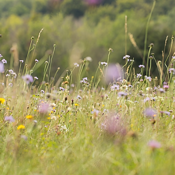Surrey Wildlife Trust Sheepleas Chalk Grassland James Addler                                          