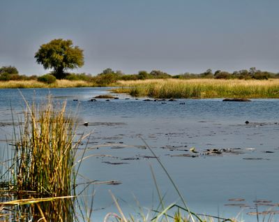Credit Maria Baltazzi [Unsplash] - Okavango Delta, Botswana.jpg