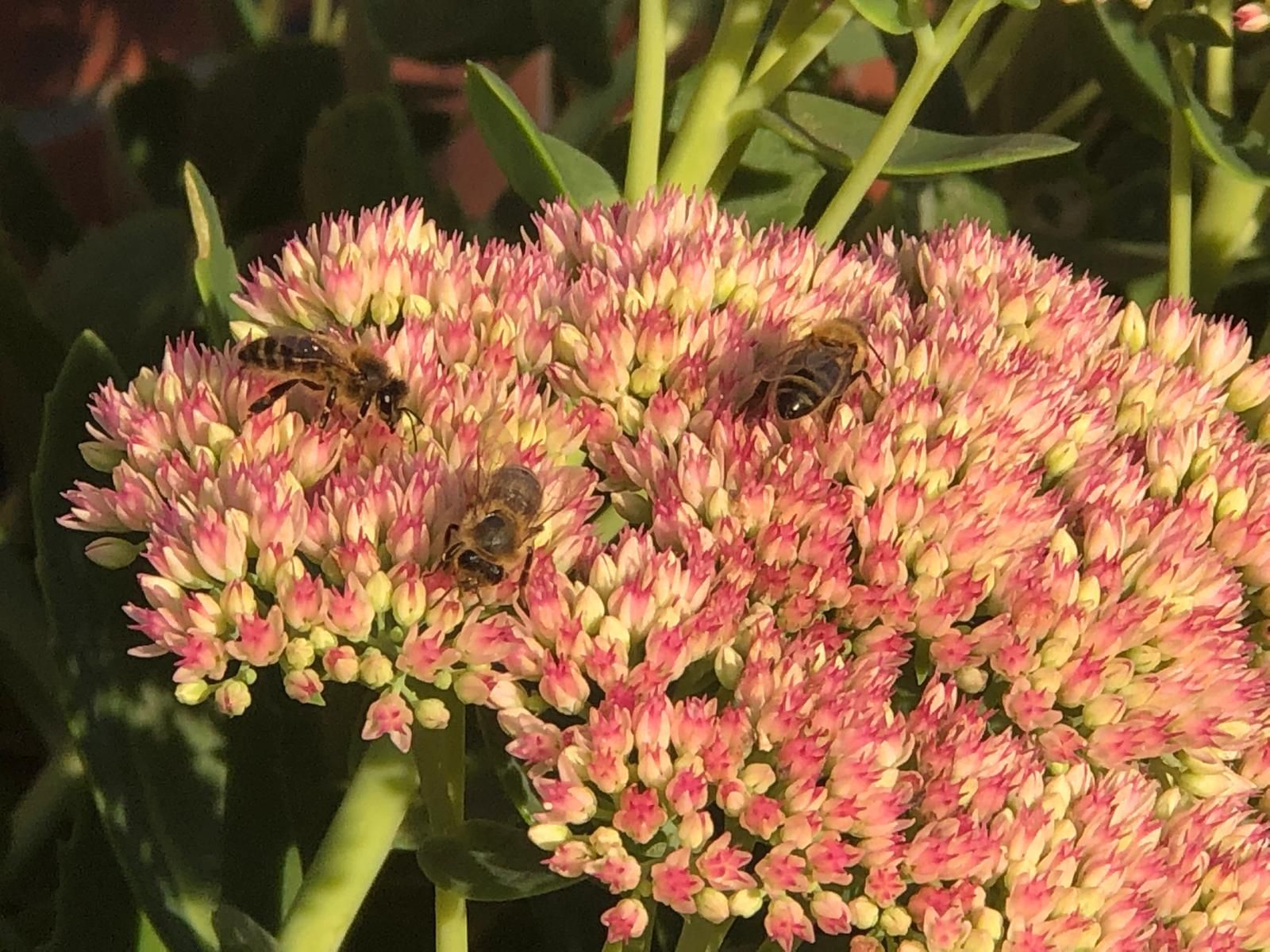 Bee 4.jpg