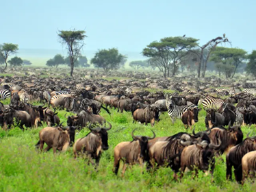 Tanzania.png