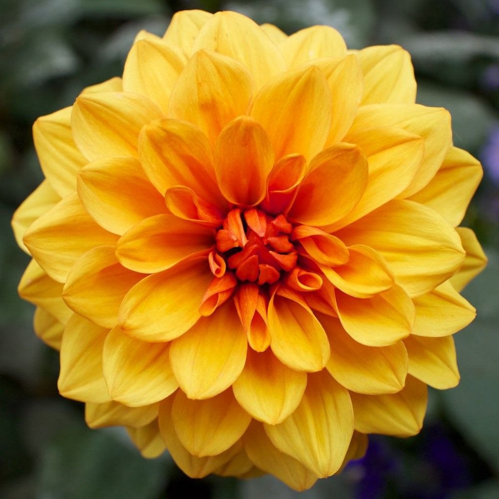 Dahlia Lubega Power Bronze Bicolor 