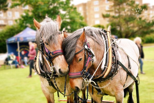 'Archie' & 'Argon' Ardenne Geldings