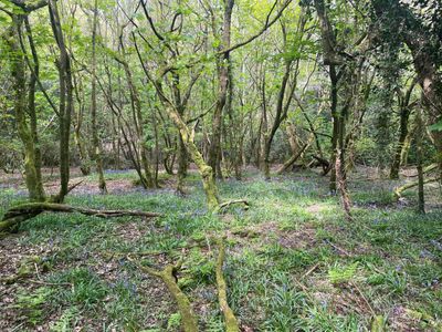 Woodlands