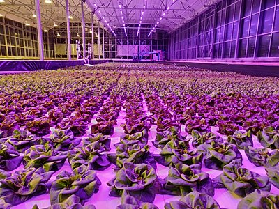 Lettuce plants under Arize Toplights