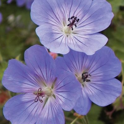 Geranium 'Rozanne'