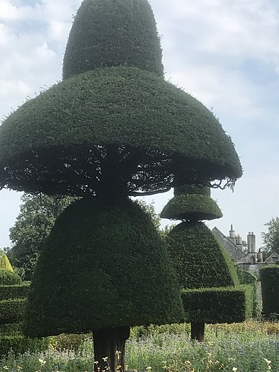The Umbrella Tree at Levens Hall and Gardens