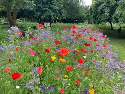 The Bee Borders at Levens Hall and Garden, Cumbria - a 5-Star hotel for pollinators.