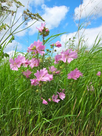 Musk Mallow