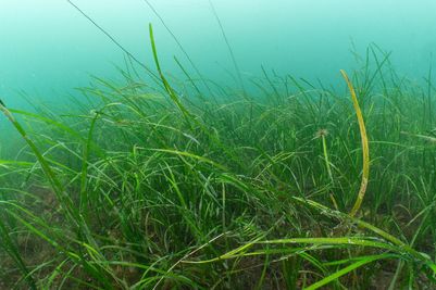 oct-blue-meadows-falmouth-seagrass-3.jpg