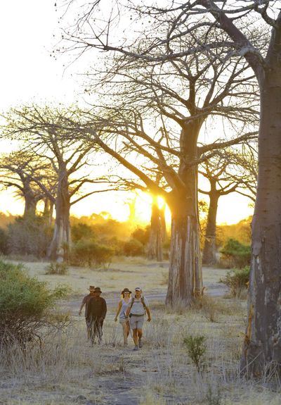 P_Asilia Lodges & Camps_Tanzania_Ruaha National Park 01_Jabali Ridge_Activities_Waking Safari_.jpg