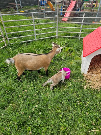 Magical Malpas PYO Farm 2.jpg