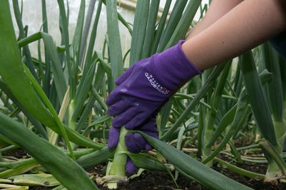 Town & Country Master Gardener Gloves Aubergine