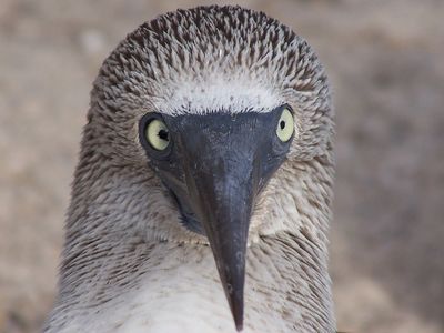 Galapagos - Locations, Flora & Fauna (71).JPG