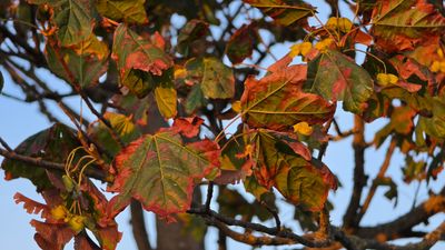 Autumn leaves 3.jpg