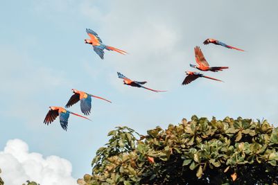 Undiscovered Costa Rica AdobeStock_1828173680.jpeg