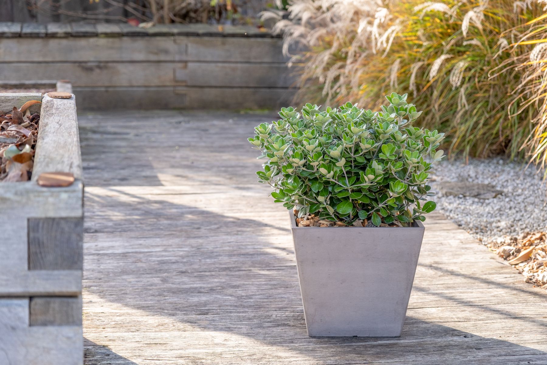 Pittosporum tobira x heterophyllum ‘Green Mound’ (Jule1)  