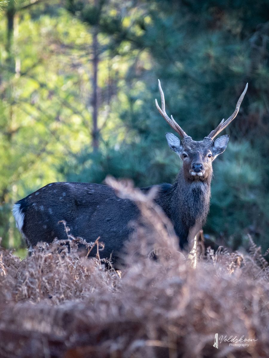 Winter deer 2.JPG