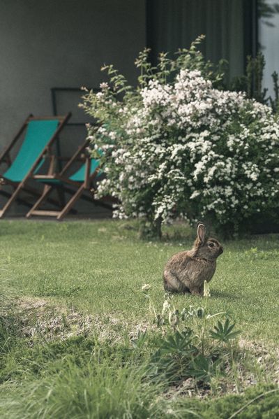Hase im Park-upscale-2022-120.jpg