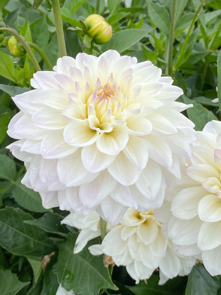 Dahlia Go Go White