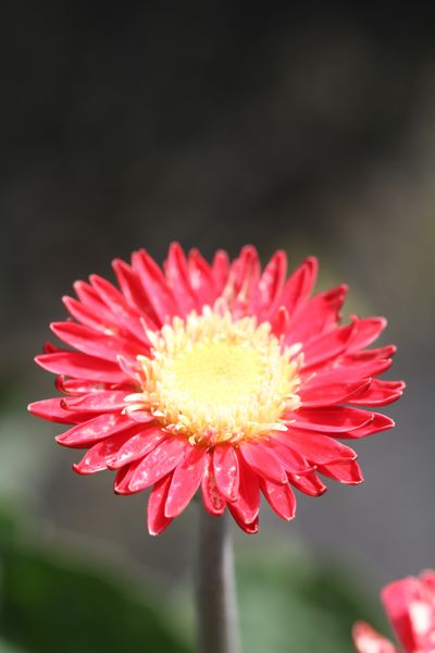 Gerbera garvinea Cindy