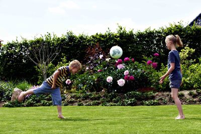 Lush green lawn Johnsons Lawn Seed.jpg