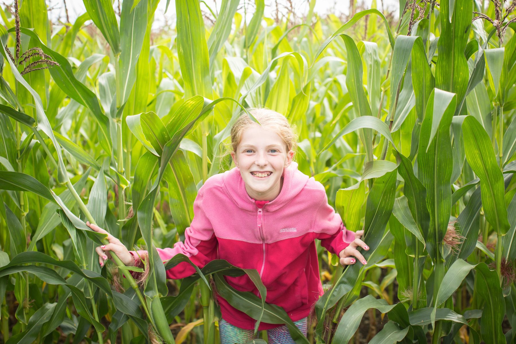 Child in the maze at the Lakeland Maze Farm Park at Sedgwick near Kendal, the Lake District.