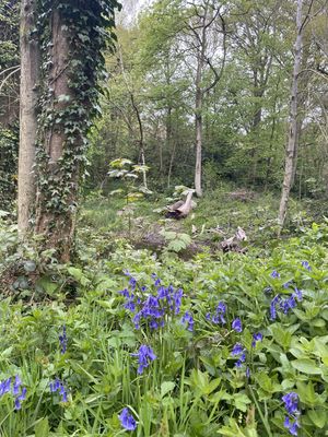 Bluebell Photography