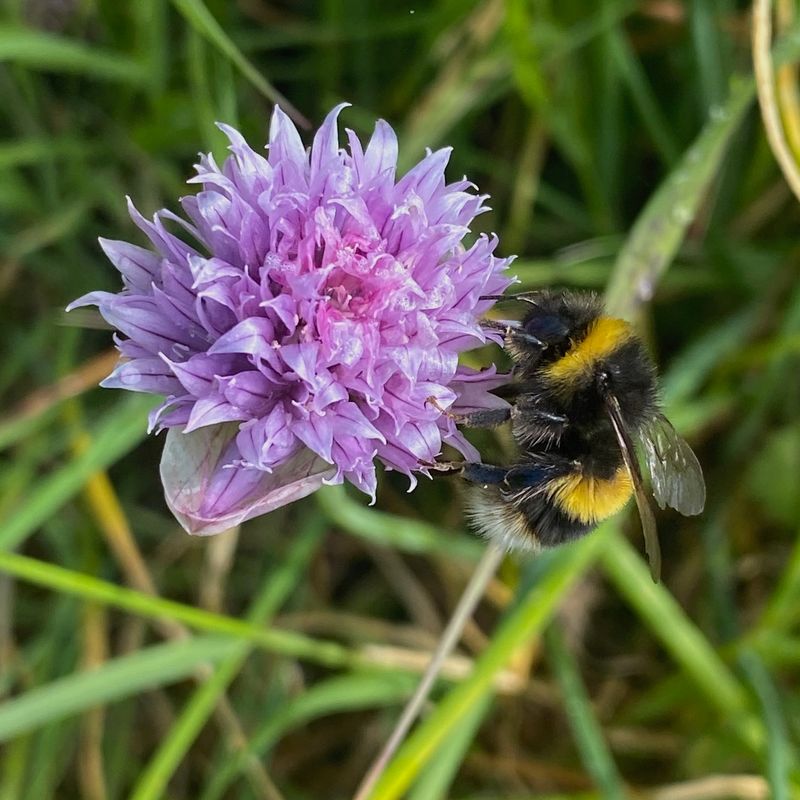 Chive
