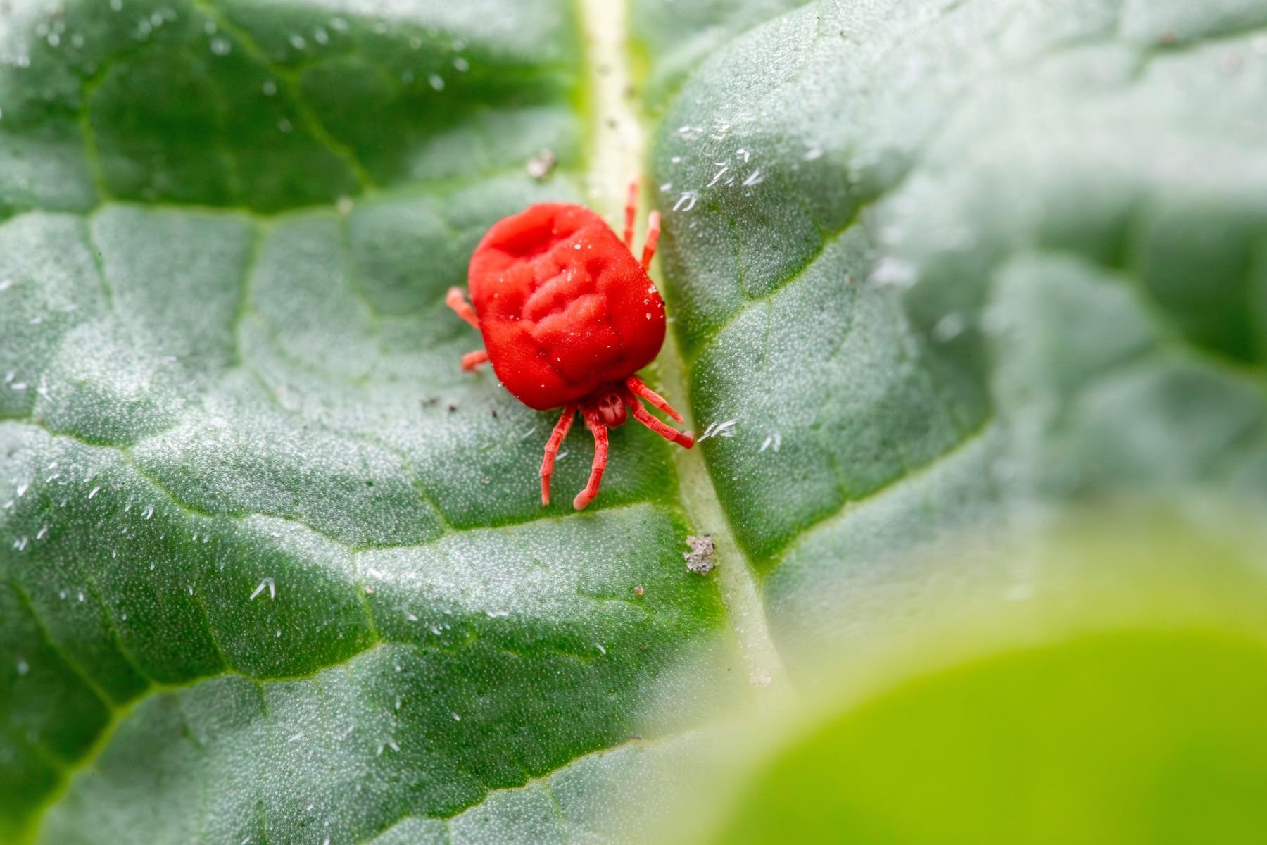 Clover mite