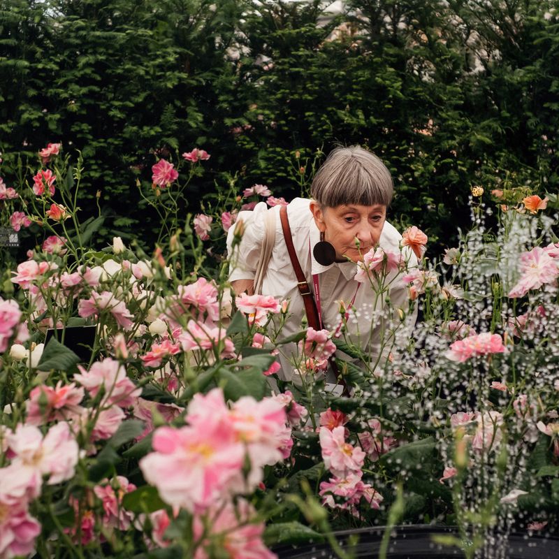 David Austin Roses receive 29th Gold for ‘The King’s Rose’ Showcase at RHS Chelsea Flower Show 2025