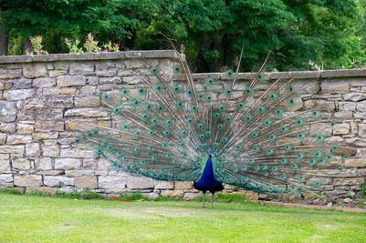 Peacock at Langley Castle Hotel, Northumberland