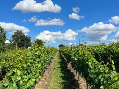 Prettyfields Vineyard 4.jpg