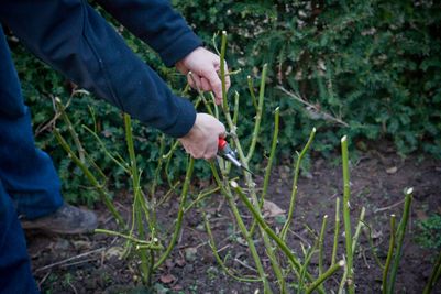 Rose Pruning