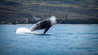 Credit Remi Boudousquie [Unsplash] - Rodrigues.jpg