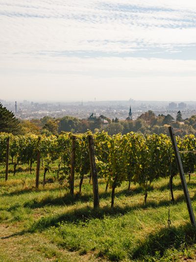 Vineyards, Nussberg