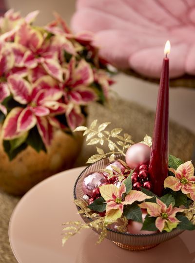 2023_poinsettia_01000_Jewels_of_Nature_23 (1).jpg